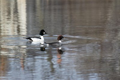 Schellenten legen ihre Eier in Baumhöhlen oder Nistkästen. Die Weibchen führen die Küken von dort zum nächstgelegenen See oder Teich – und der kann durchaus mehrere Kilometer weit entfernt sein. Als Kinderstube für ihren Nachwuchs bevorzugen sie Teiche, Stau- oder Tagebauseen mit flachen Uferbereichen. In Sachsen sind die hübschen Tiere mit den hellen Augen vor allem in der Oberlausitz, aber auch im Moritzburger Teichgebiet zu finden. Einzelne Paare brüten im Leipziger Raum. Im Gebirge sind sie bislang noch nicht nachgewiesen worden. Bei der letzten abgeschlossenen Brutvogelkartierung in Sachsen wurden 2007 etwa 700 Brutpaare gezählt.