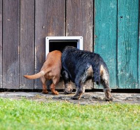 Verbotenes Terrain ist eine Scheune mit Katzenklappe: Hier wohnen zwei Samtpfoten. Willi und Rauhaardackeldame Elli gehen auf Erkundungstour.