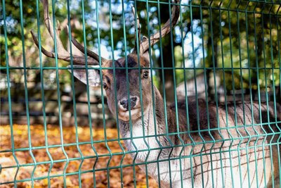 Tierisches Vergnügen verspricht der Tierpark in Freiberg. 