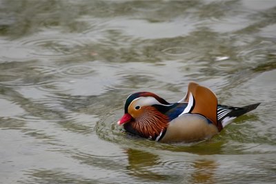 Wer in Dresden, Chemnitz oder Leipzig wohnt, hat die Mandarinente mit großer Wahrscheinlichkeit schon einmal gesehen. Auch an der Zwickauer Mulde oder am Stausee Glauchau sind bereits Brutpaare der ursprünglich aus Ostasien stammenden Ente gesichtet worden. Sie brütet in Höhlen in alten Bäumen oder im Totholz. Manche haben dafür auch schon Nistkästen für Schleiereulen oder Hohltauben genutzt. Mandarinenten fühlen sich in Parks mit lockerem Baumbestand wohl. Sind die Winter so eisig, dass ihre angestammten Gewässer zufrieren, kann man sie auch an Fließgewässern beobachten – dann oft an Futterstellen.