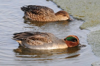 Wer eine Krickente entdeckt, darf sich glücklich schätzen. In Sachsen sind die Sommergäste und Durchzügler selten geworden. Gerade einmal 70 bis 100 Brutpaare sind bei der Brutvogelkartierung 2007 noch gezählt worden – Tendenz fallend. Gesichtet wurden sie in der Oberlausitz, dem Elbe-Röder-Gebiet bei Dresden und in Nordsachsen. Der höchstgelegene Brutplatz war der Gemeindeteich in Satzung im Erzgebirge mit 855 Metern über Normalnull. Krickenten brüten vorwiegend an kleinen Standgewässern wie Waldtümpel oder Moorseen. Sie mögen auch wenig bewirtschaftete Teiche, wenn sie ausreichend Schutz bieten.