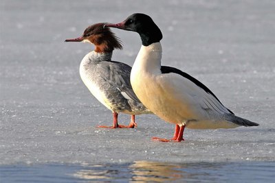 Gänsesäger erinnern eher an Haubentaucher als an Enten. Sie fressen ausschließlich Kleinfische. Die Art ist seit Mitte der 1990er-Jahre Brutvogel in unserem Bundesland und wurde hauptsächlich an der Neiße und an der Elbe bei Pillnitz nachgewiesen. Sie profitiert von der besseren Qualität der Gewässer. 2007 wurden 10 bis 15 Brutpaare gezählt. Die Art gilt als extrem selten und steht auf der Roten Liste. Gänsesäger sind von Island über die Britischen Inseln bis nach Kamtschatka verbreitet. Auch sie brüten in Baumhöhlen in der Nähe von Fließgewässern. Für die Aufzucht ihrer Jungen bevorzugen sie flache Uferbereiche und Kiesbänke.