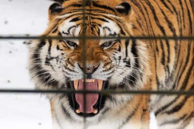 Volodya ist ein sibirischer Tiger, der den Winter nicht mag.