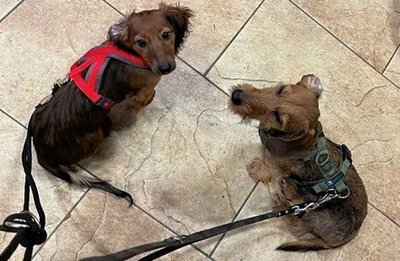 Maja (links) mit Adoptivbruder Fritz in Dresden.