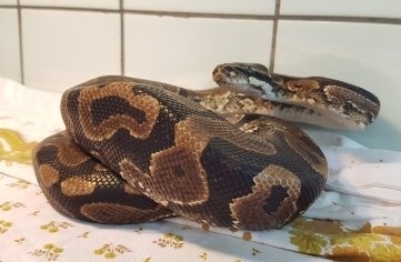 Lebt vorerst weiter im Tierheim: der Königspython. 