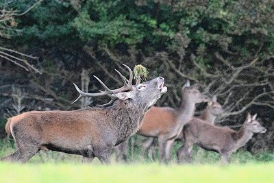 Kühnhaide ist für seine Hirsche bekannt. Doch in Zukunft könnte auch dort womöglich nicht mehr der Brunft gelauscht werden. 