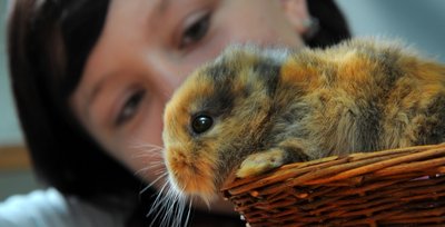 Das Keinohr-Kaninchen ist tot. 