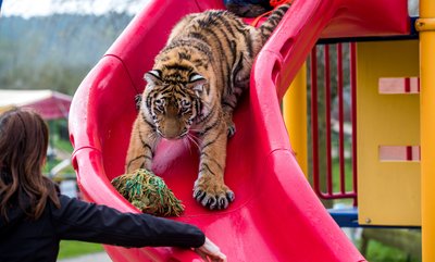 Tigermädchen "Elsa" tobt sich auf einem Spielplatz in Dassow (Mecklenburg-Vorpommern) aus - und lernt spielend.