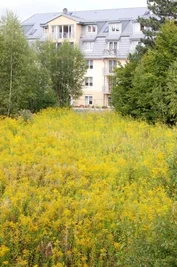 Die Wildnis am Brühl soll bald verschwinden.