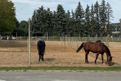 Als wäre nichts geschehen grasten am Montagvormittag die Pferde auf der Koppel der Reitanlage in Oberlichtenau.