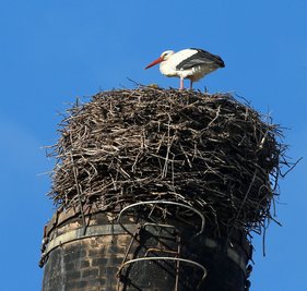 Ein Storch hat sich im Nest auf der Esse an der Glauchauer Wehrstraße eingerichtet.