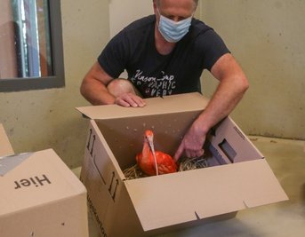 Tierpfleger Mike Richter hat die Roten Sichler gestern nach Limbach-Oberfrohna geholt. Gereist sind sie in mit Stroh gepolsterten Kartons. 
