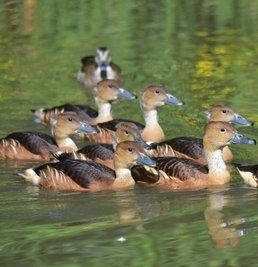 Gelbe Pfeifgänse gibt es auch wieder im Tierpark. 