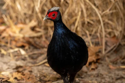 Vietnamesische Fasane gehören zu den seltensten Vogelarten der Welt.