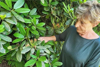 Martina Wendler zeigt ihren verstaubten Rhododendron. Der Regen wasche die Blätter kaum noch sauber.