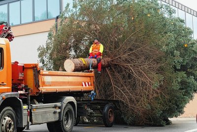 Wegen der erst kürzlich aufgehobenen Umleitung und den dafür installierten Ampeln hingen an einigen Stellen noch Stromleitungen quer über den Straßen. Deshalb schwang sich Bauhof-Mitarbeiter Fritz Engert auf den Baum und hob die Kabel mit einem Rechen über die größten Äste.