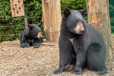 Falkensteins Tiergarten - hier die Schwarzbären - bekommt im Internet einen digitalen Rundgang. Die Texte, Töne und Fotos machen die Einrichtung für Menschen mit Behinderung besser zugänglich.