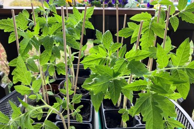 Wer Tomaten- und Paprikapflanzen auf der Fensterbank vorgezogen hat, kann die an milden Tagen im Freien abhärten. Abends müssen sie wieder ins Warme.