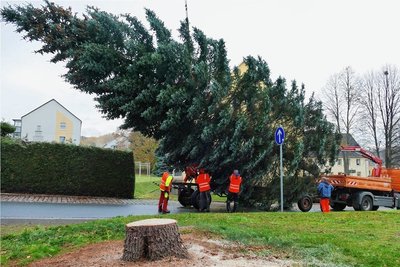 Gefällt wurde der Zschopauer Weihnachtsbaum auf der Robert-Koch-Straße.