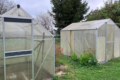 Ins Gewächshaus ziehen jetzt Salatpflanzen ein. Tomaten- oder Gurkenpflanzen setzen erfahrene Gärtner erst nach dem 10. Mai ein.