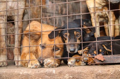 Für inszenierte Rettungsaktionen werden Tiere oft absichtlich misshandelt.