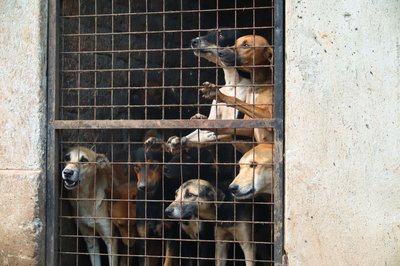 Besonders in Uganda gab es zuletzt erschütternde Fake-Rescues.