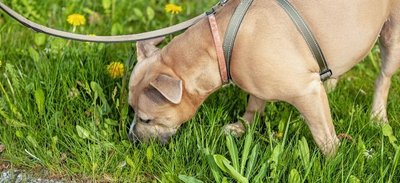 Auch Exy schnüffelt, wie alle Hunde, gerne auf dem Boden herum. Findet sich ein vermeintlicher Leckerbissen, wird er gefressen. Das kann Folgen haben.