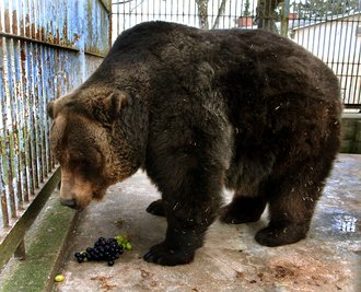 Der Tierpark Klingenthal trauert um seinen Braunbären Ingo.
