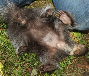 Urs, das Ursonbaby aus dem Limbacher Tierpark, ist zehn Wochen alt und soll in zwei bis drei Wochen den Besuchern gezeigt werden.
