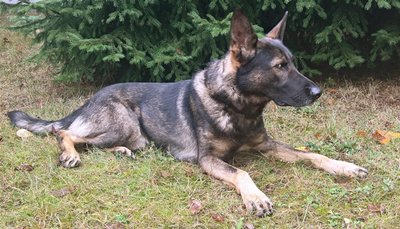 Drogensuchhund Max.