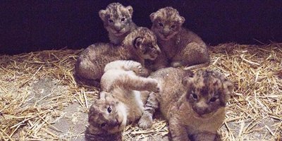 Aufnahmen der fünf Löwenkinder vom Januar. Nun sind zwei der Tiere tot.