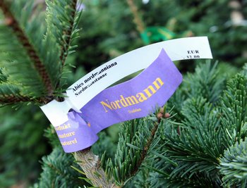 Der Deutschen liebster Baum: die Nordmanntanne. 