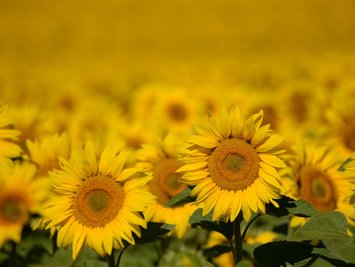 Sonnenblumen auf einem Feld nahe Langerwisch (Brandenburg).