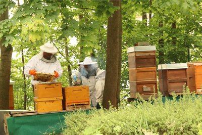 Marek Gregorius (links) und Manuela Schlesiger arbeiten an den Vereinsbienen.