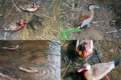 Diese Moor-, Rotschulter-, Amazonas- und Bahama-Enten (von oben links im Uhrzeigersinn) wurden im Naturpark Köbe in der Nacht zum 1. Juli gestohlen.