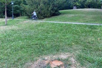 Mutwillige Zerstörung: Unbekannte haben im Albertpark in Freiberg einfach einen gestifteten Laubbaum gefällt.