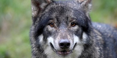 Der Wolf hat längst auch die Erzgebirgswälder erobert. Eine territoriale Zuordnung des Tieres, das für die Risse in Mildenau verantwortlich ist, kann allerdings noch nicht vorgenommen werden. Die Ergebnisse der genetischen Untersuchung stehen noch aus. 