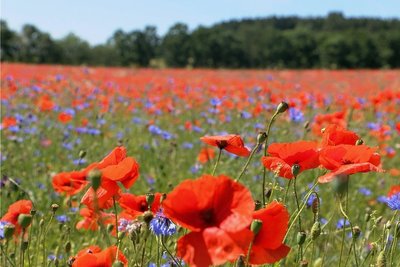 Schon von weitem sieht man es knallrot leuchten, blaue und weiße Farbtupfer kommen hinzu, wenn man näher kommt: Das prächtig blühende Feld voller Mohn- und Kornblumen zwischen Leubnitz und Rößnitz gehört dem Biobetrieb Seiler. 