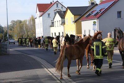 Die Pferde konnten schließlich auf einem Grundstück in Deuben gestellt werden.