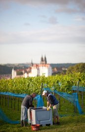 Lese auf einem Weinberg bei Meißen: Faule Trauben haben den Winzern im Elbtal dieses Jahr die Arbeit erschwert.