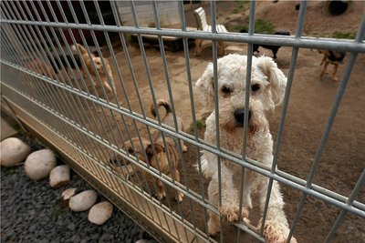 Willst du mein neues Herrchen sein? Die Coronapandemie hat viele Betreiber von Tierheimen in finanzielle Nöte gebracht. Immerhin sind die Deutschen beim Thema Tierschutz spendabel. 