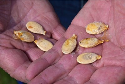Damit begann Rainer Drechslers Aktion im Frühjahr: Er hatte Kürbiskerne, die er selbst nicht aussäen konnte. Auch für die nächste Saison bietet der Stollberger an, Samen zur Verfügung zu stellen..