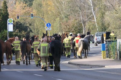 Die Pferde konnten schließlich auf einem Grundstück in Deuben gestellt werden.