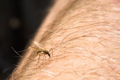 Mücken können nicht nur Krankheiten übertragen - sie können sich beim Stich auch erst infizieren und Viren dann an andere Menschen weitergeben.