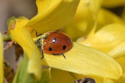Bei der Premiere „Wazn Teez?“ am Samstag im Figurentheater dreht sich alles um die schillernde Welt der Insekten und Pflanzen.