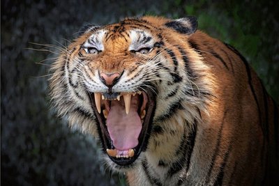 Hunger! 