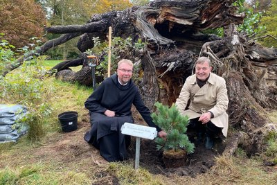 Frater Victor Lossau und Robert Clemen pflanzen gemeinsam eine neue Weymouthskiefer. Genau an der Stelle, wo die bisherige fast 200 Jahre alte Kiefer umgestürzt ist.