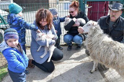 Freude über die Osterlämmer im Tierpark Freiberg: Im Bild Tierparkleiter Peter Heinrich (r.) mit Mutti Jasmin Hazubski mit Luca (5) und Luis aus Ovelgönne/ Niedersachsen (l.) und Susann Krumbiegel mit Joris (3) aus Freiberg.