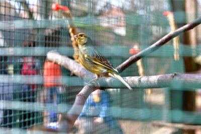 Zu Ostern können die Besucher des Freiberger Tierparks auch die gefiederten Bewohner der Vogelvoliere bewundern.
