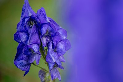 Leuchtend blau blüht der Eisenhut.